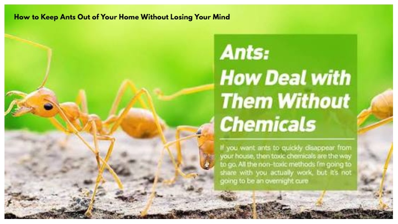 How to Keep Ants Out of Your Home Without Losing Your Mind